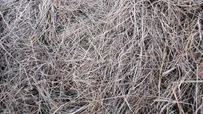 pxfuel.com, фото - Новости Zakon.kz от 26.10.2021 17:22