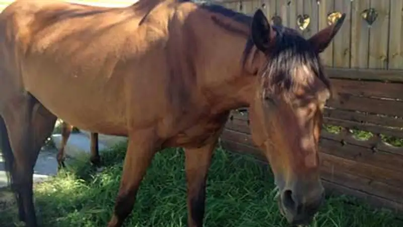В Северном Казахстане пропали более 200 лошадей  , фото - Новости Zakon.kz от 05.11.2013 21:21