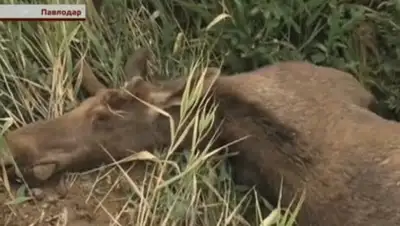 Zakon.kz, фото - Новости Zakon.kz от 01.07.2016 05:19