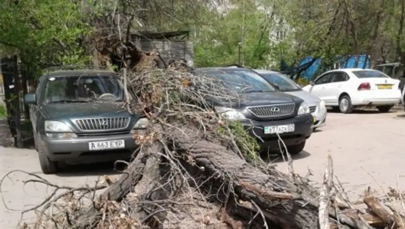 Повезло: дерево приземлилось между двумя Lexus в Алматы