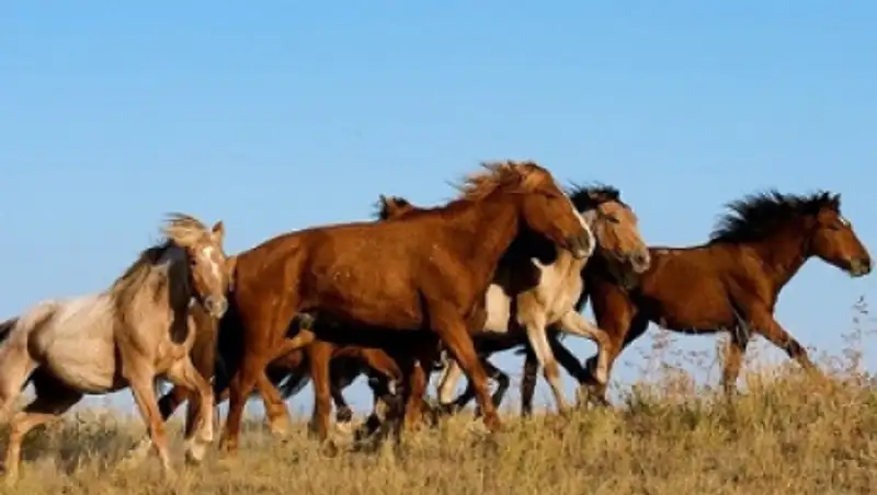В ЮКО барымтачи украли лошадей на 4 млн. тенге