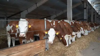 Крупный сельскохозяйственный комплекс построят в одном из районов Акмолинской области , фото - Новости Zakon.kz от 11.09.2023 09:57