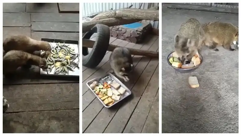 Видео из Карагандинского зоопарка умилило пользователей Сети