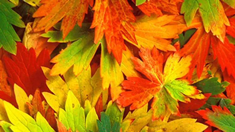 На северо-востоке и юге Казахстана ожидаются дожди и усиление ветра