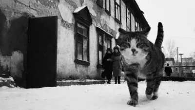 Zakon.kz, фото - Новости Zakon.kz от 26.04.2017 19:36