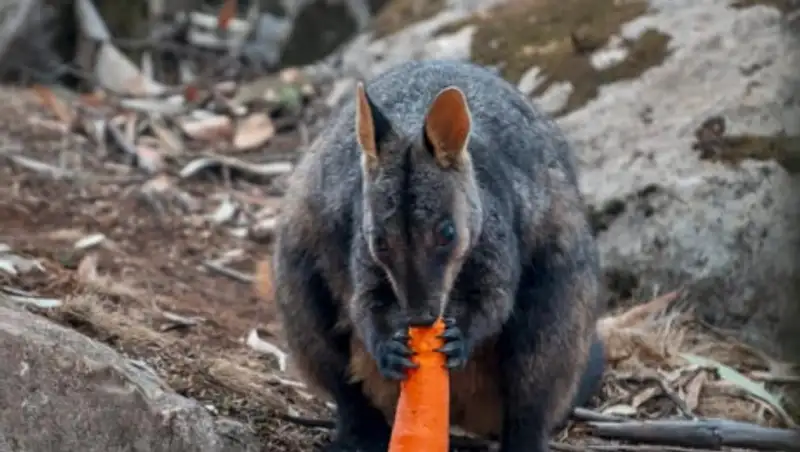Тонны моркови сбросили на животных в Австралии
