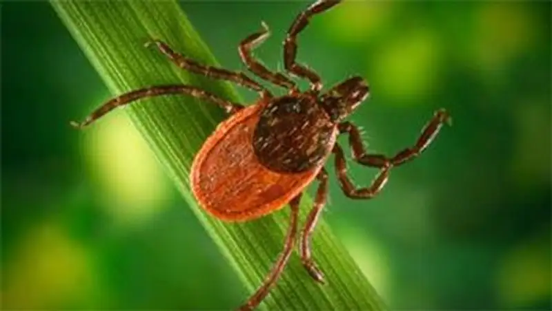 Более 60 человек обратились за помощью после укуса клещей в Кызылординской области