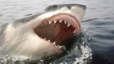 Zakon.kz, фото - Новости Zakon.kz от 05.06.2016 19:03