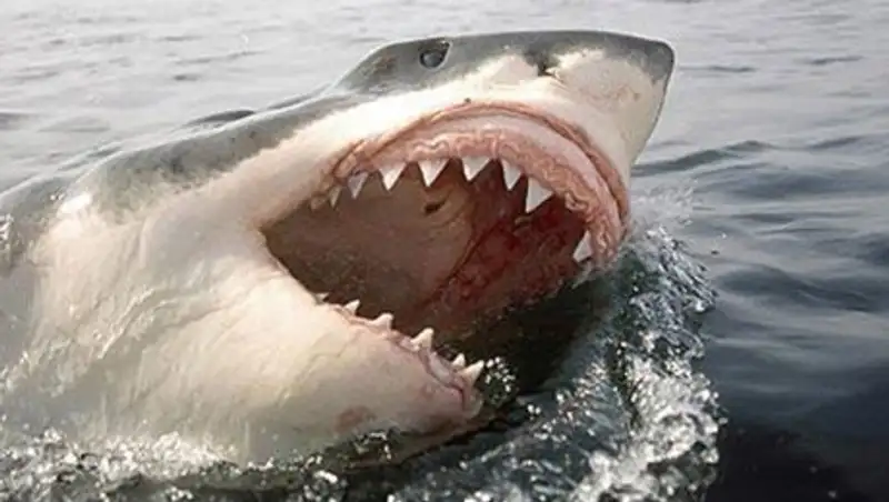 В Австралии от нападения акулы погибла женщина