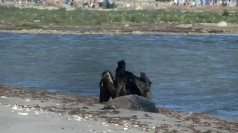 В Актау вновь обнаружили погибших тюленей, фото - Новости Zakon.kz от 04.06.2023 06:19
