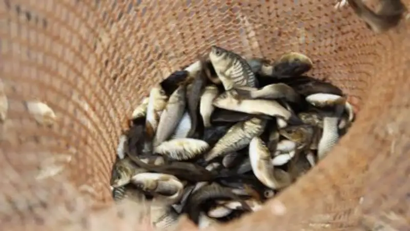 Соза&#1179;та &#1178;ызылк&#1257;л мен су &#1179;ойма&#1171;а 60 мы&#1187; сазан балы&#1171;ы жіберілді