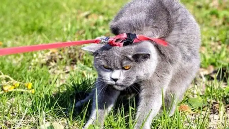 Полиция Астаны наказала более 1100 владельцев домашних животных