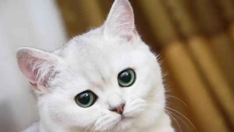 Собака спасла жизнь закопанной заживо кошке