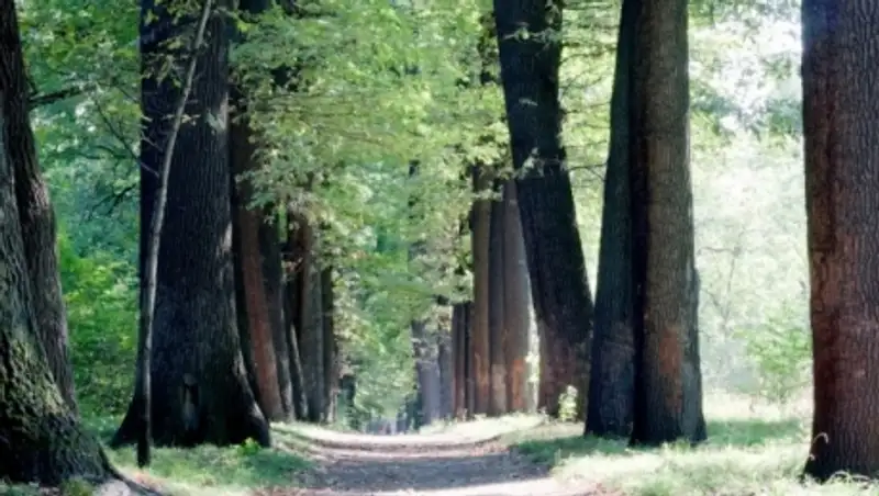 Роща Баума в Алматы может стать городским парком – М.Айнабеков