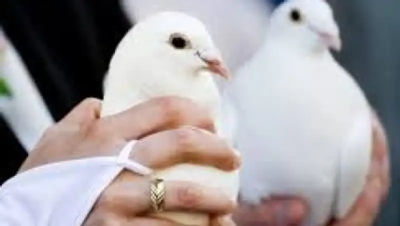 На казахской свадьбе гость пнул ногой свадебного голубя