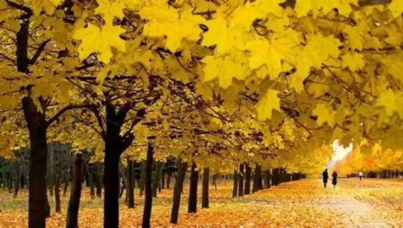 Дожди и умеренное тепло обещают синоптики казахстанцам в ближайшие трое суток