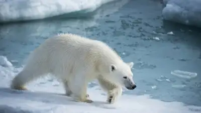 Валерий Мельников / РИА Новости, фото - Новости Zakon.kz от 05.07.2018 18:44