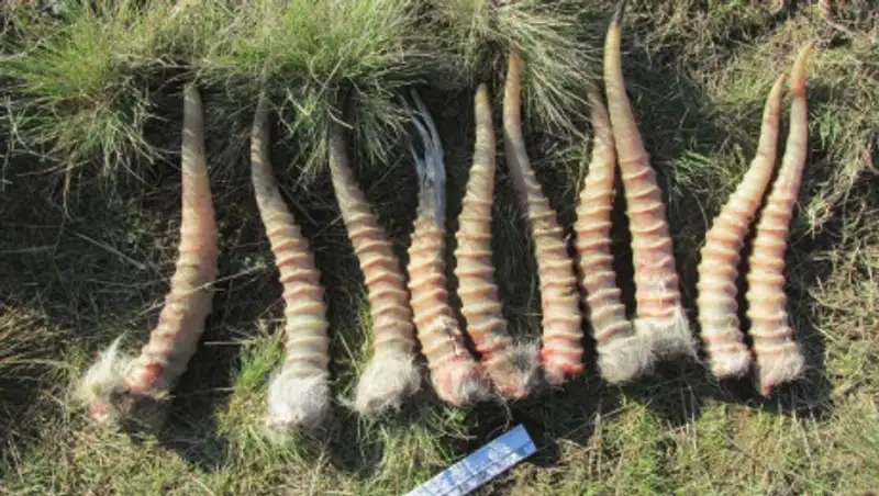 В Карагандинской области ищут браконьеров, спиливших рога более 70 сайгакам