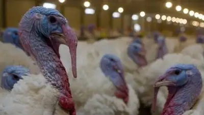 agroinvestor.ru, фото - Новости Zakon.kz от 07.12.2020 00:49