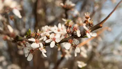 Pixabay, фото - Новости Zakon.kz от 11.03.2019 09:14