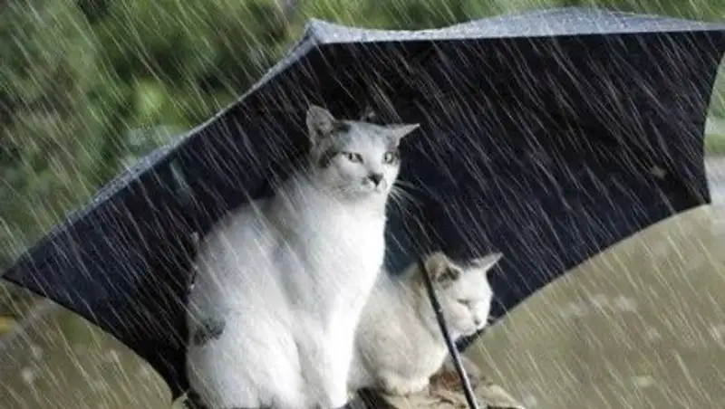 Дожди с грозами и порывистым ветром прогнозируют синоптики в Казахстане