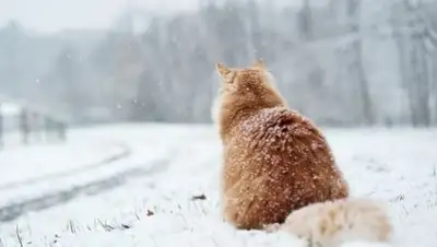 Фото: FunKot , фото - Новости Zakon.kz от 09.12.2017 09:31