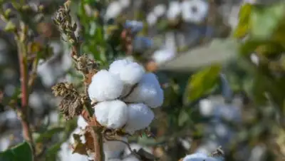 Пресс-служба акима Туркестанской области, фото - Новости Zakon.kz от 04.10.2021 15:44