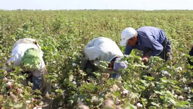 Хлопкоробы ЮКО оказались на грани разорения
