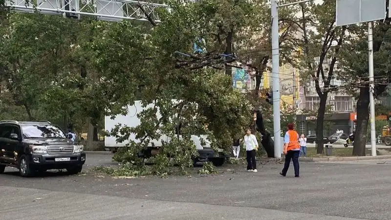 упавшее дерево, фото - Новости Zakon.kz от 21.07.2023 17:45
