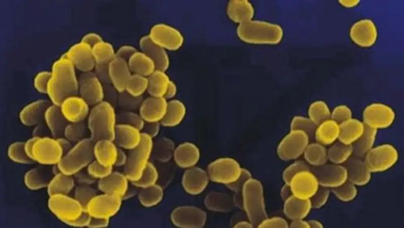 Канадский ученый-контрабандист пытался подкупить казахстанского научного сотрудника