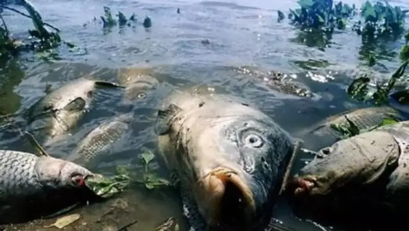 СҚО-да балықтардың неліктен қырылғаны белгілі болды
