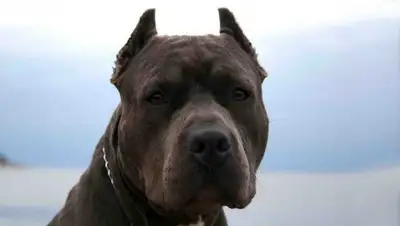 animalreader.ru, фото - Новости Zakon.kz от 03.10.2019 10:45