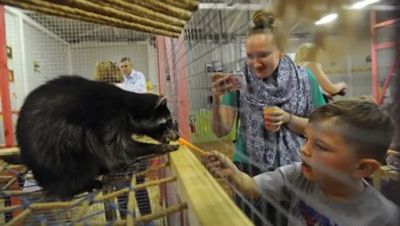 Чем ребёнок может заразиться в контактном зоопарке