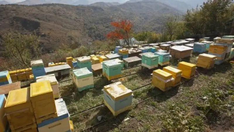Самое крупное пчелохозяйство находится в Алматинской области