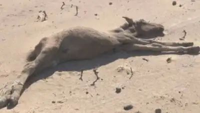 24.kz, фото - Новости Zakon.kz от 16.06.2021 16:38