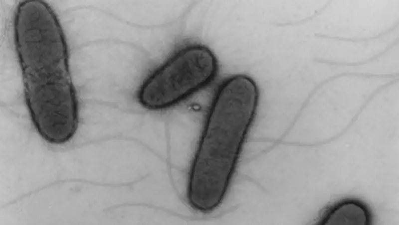 В Актобе заболели бруцеллезом 7 человек, в том числе дети