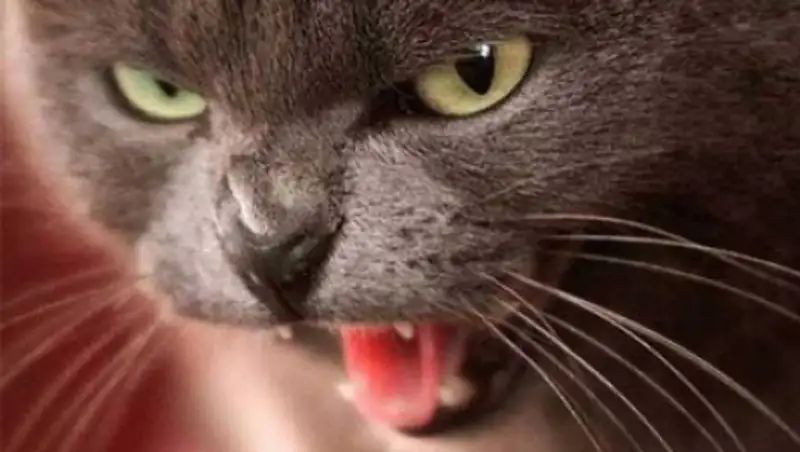 В Москве выявлен 13 случай заболевания бешенством домашнего животного