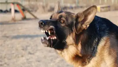 penzavzglyad.ru, фото - Новости Zakon.kz от 11.12.2019 12:42