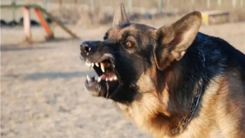Овчарка насмерть загрызла ребенка в Алматинской области