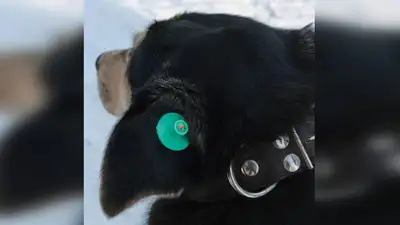 чип, фото - Новости Zakon.kz от 14.12.2022 16:34