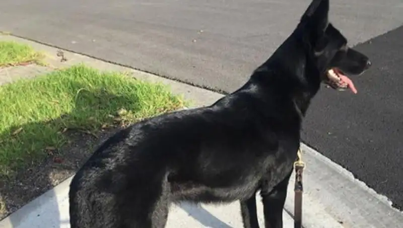 Задержать домушника помогла служебная собака