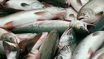 Zakon.kz, фото - Новости Zakon.kz от 28.04.2014 18:49