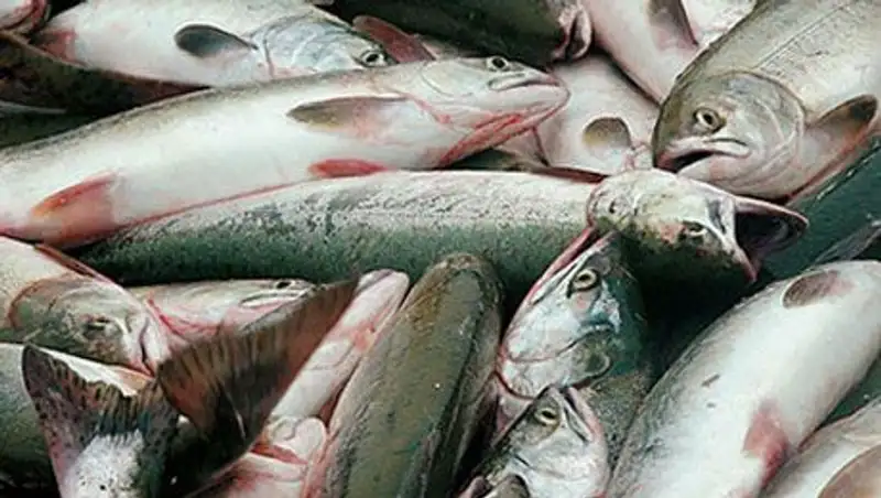 В ЗКО на реке Кигач задержали браконьера