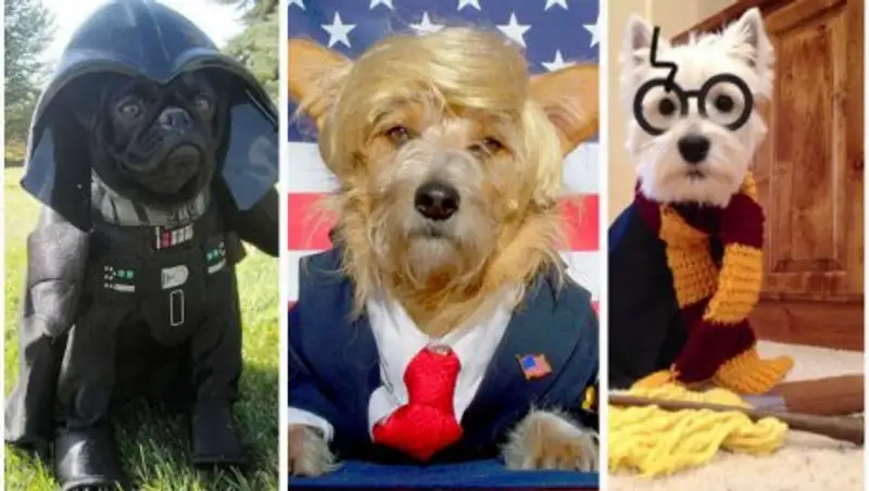 10 костюмов для собак на Хэллоуин