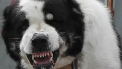 Открытые источники, фото - Новости Zakon.kz от 22.01.2019 20:36