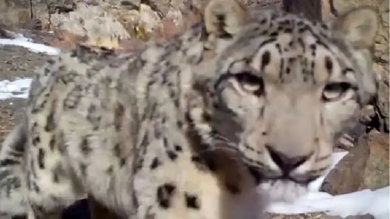 Любопытный зверь попал в фотоловушку нацпарка «Алтын-Эмель»