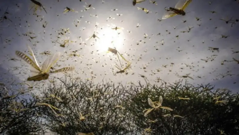 Саранча вызвала панику в Восточной Африке