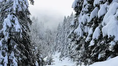 туман, гололед, погода , фото - Новости Zakon.kz от 26.11.2021 17:20