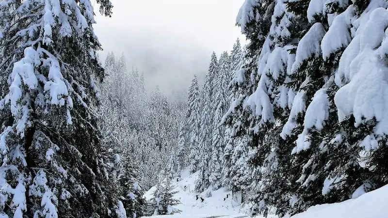 Туман, гололед и метель ожидаются в Казахстане