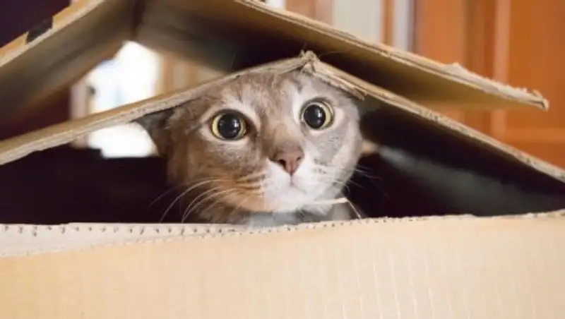 Жительница Канады отправила кота по почте